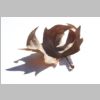 Leaf Shadow IMG_1891.jpg